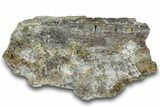 Dinosaur (Triceratops) Bone Section - Montana #300441-1